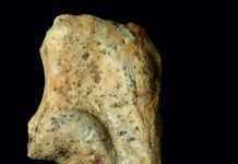 5,000 years of history of domestic cats in Central Europe (Study) 5,000 years of history of domestic cats in Central Europe