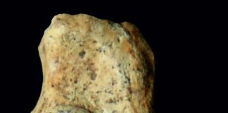 5,000 years of history of domestic cats in Central Europe (Study) 5,000 years of history of domestic cats in Central Europe