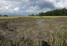 Burrowing crabs reshaping salt marshes, with climate change to blame (Study) Burrowing crabs reshaping salt marshes, with climate change to blame