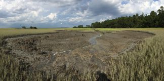 Burrowing crabs reshaping salt marshes, with climate change to blame (Study) Burrowing crabs reshaping salt marshes, with climate change to blame