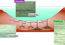 Evolution after Chicxulub asteroid impact: Rapid response of life to end-cretaceous mass (Study) Evolution after Chicxulub asteroid impact: Rapid response of life to end-cretaceous mass
