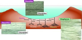 Evolution after Chicxulub asteroid impact: Rapid response of life to end-cretaceous mass (Study) Evolution after Chicxulub asteroid impact: Rapid response of life to end-cretaceous mass