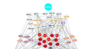 CityU’s CRISPR-assisted novel method detects RNA-binding proteins in living cells CityU's CRISPR-assisted novel method detects RNA-binding proteins in living cells