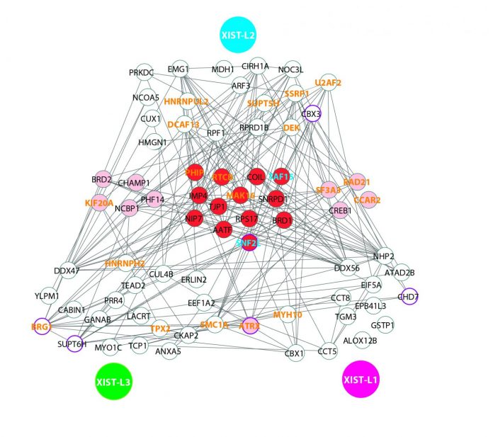 CityU's CRISPR-assisted novel method detects RNA-binding proteins in living cells