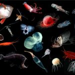 Report: Scientists urge caution, further assessment of ecological impacts above deep sea mining Scientists urge caution, further assessment of ecological impacts above deep sea mining
