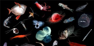 Report: Scientists urge caution, further assessment of ecological impacts above deep sea mining Scientists urge caution, further assessment of ecological impacts above deep sea mining