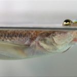 Report: Lefties and righties: Asymmetry in fish genitalia Lefties and righties: Asymmetry in fish genitalia