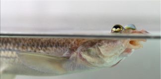 Report: Lefties and righties: Asymmetry in fish genitalia Lefties and righties: Asymmetry in fish genitalia