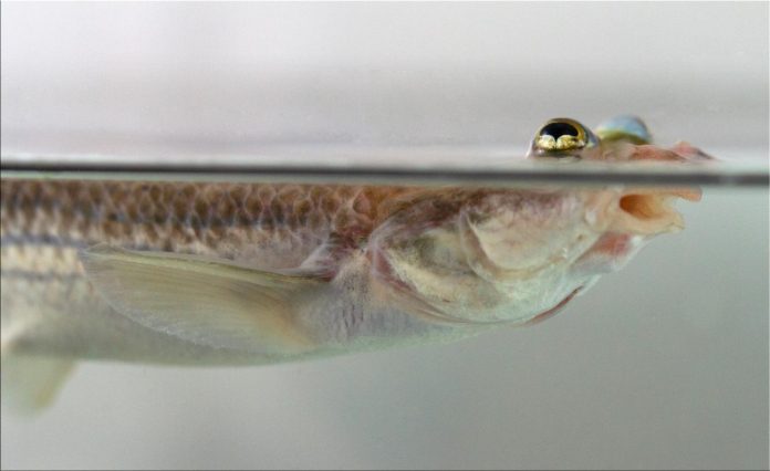 Lefties and righties: Asymmetry in fish genitalia