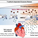 Report: Fat cell hormone boosts potential of stem cell therapy Fat cell hormone boosts potential of stem cell therapy