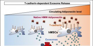 Report: Fat cell hormone boosts potential of stem cell therapy Fat cell hormone boosts potential of stem cell therapy