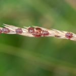 Report: Where did the Asian longhorned ticks in the US come from? Where did the Asian longhorned ticks in the US come from?