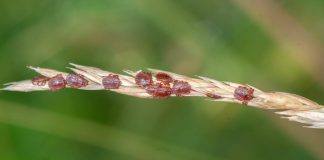 Report: Where did the Asian longhorned ticks in the US come from? Where did the Asian longhorned ticks in the US come from?