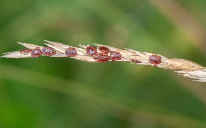 Where did the Asian longhorned ticks in the US come from?