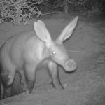 Report: Daytime aardvark sightings are a sign of troubled times Daytime aardvark sightings are a sign of troubled times