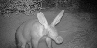 Report: Daytime aardvark sightings are a sign of troubled times Daytime aardvark sightings are a sign of troubled times