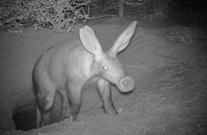 Daytime aardvark sightings are a sign of troubled times