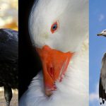 Report: Bird droppings carry risk of antibiotic resistance Bird droppings carry risk of antibiotic resistance