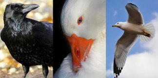 Report: Bird droppings carry risk of antibiotic resistance Bird droppings carry risk of antibiotic resistance