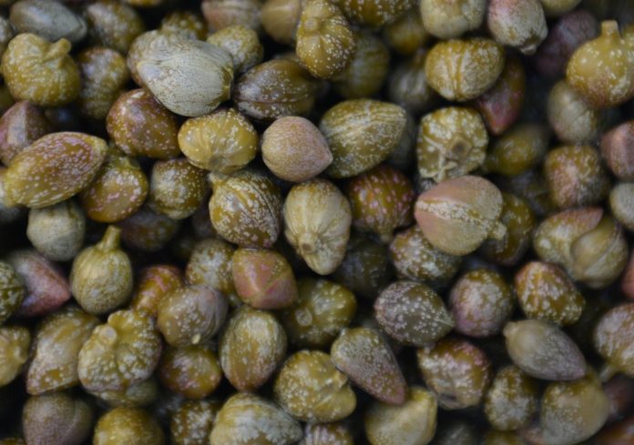 Pickled capers activate proteins important for human brain and heart health