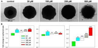 Report: Oncotarget: Tumor markers for carcinoma identified by imaging mass spectrometry Oncotarget: Tumor markers for carcinoma identified by imaging mass spectrometry