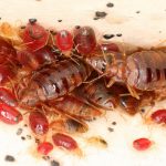 Report: Bed bugs modify microbiome of homes they infest Bed bugs modify microbiome of homes they infest