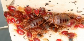 Report: Bed bugs modify microbiome of homes they infest Bed bugs modify microbiome of homes they infest