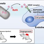 Report: Lesion of doom — how a parasitic bacterium induces blood vessel formation to cause lesions Lesion of doom -- how a parasitic bacterium induces blood vessel formation to cause lesions