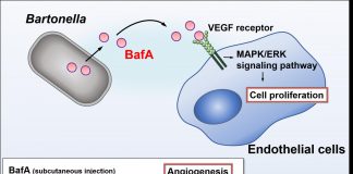 Report: Lesion of doom — how a parasitic bacterium induces blood vessel formation to cause lesions Lesion of doom -- how a parasitic bacterium induces blood vessel formation to cause lesions