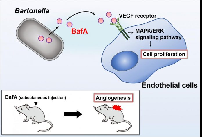 Lesion of doom -- how a parasitic bacterium induces blood vessel formation to cause lesions