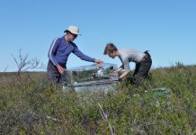 Arctic plants may not provide predicted carbon sequestration potential (Study) Arctic plants may not provide predicted carbon sequestration potential