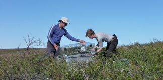 Arctic plants may not provide predicted carbon sequestration potential (Study) Arctic plants may not provide predicted carbon sequestration potential
