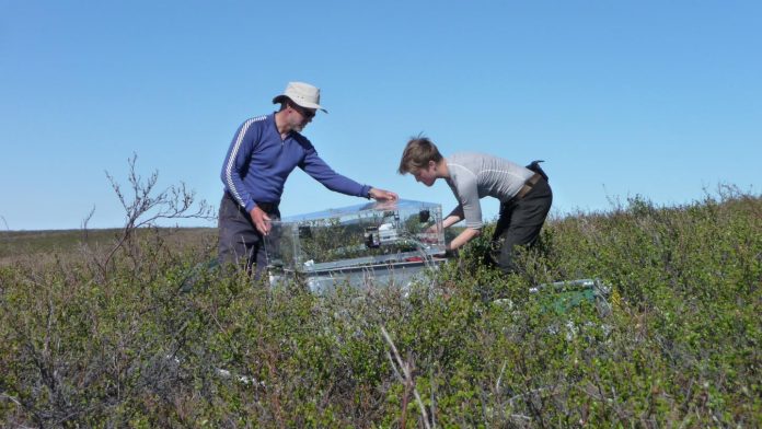 Arctic plants may not provide predicted carbon sequestration potential