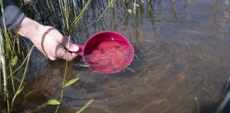 Atmospheric: Climate change: Heavy rain after drought may cause fish kills Climate change: Heavy rain after drought may cause fish kills