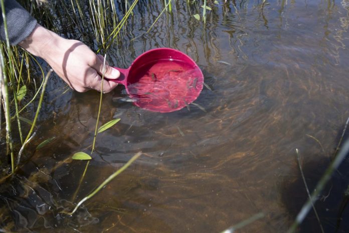 Climate change: Heavy rain after drought may cause fish kills