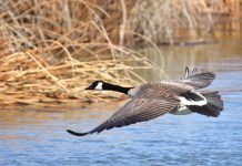 Atmospheric: Invasive alien species may soon cause dramatic global biodiversity loss Invasive alien species may soon cause dramatic global biodiversity loss