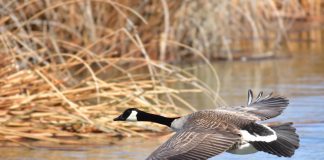 Atmospheric: Invasive alien species may soon cause dramatic global biodiversity loss Invasive alien species may soon cause dramatic global biodiversity loss