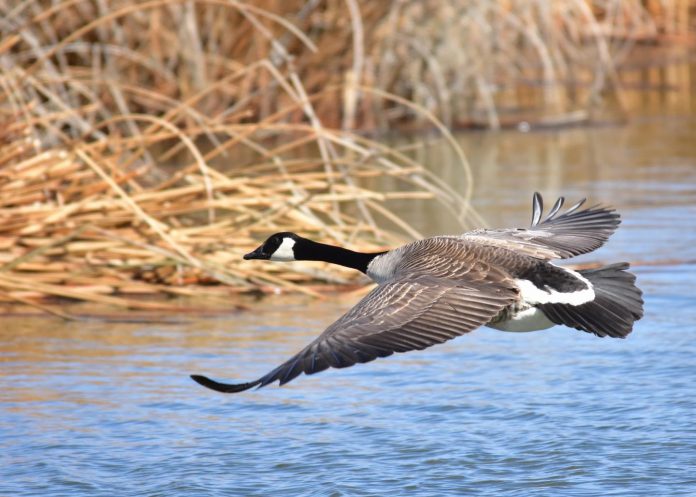 Invasive alien species may soon cause dramatic global biodiversity loss