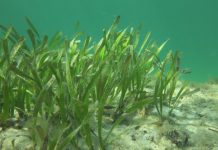 Atmospheric: New study sparks fresh call for seagrass preservation New study sparks fresh call for seagrass preservation