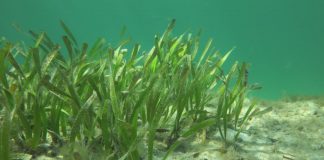 Atmospheric: New study sparks fresh call for seagrass preservation New study sparks fresh call for seagrass preservation