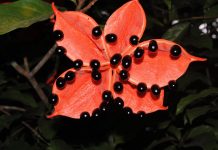 Atmospheric: Plant study challenges tropics’ reputation as site of modern evolutionary innovation Plant study challenges tropics' reputation as site of modern evolutionary innovation