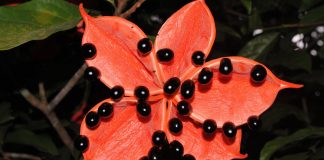 Atmospheric: Plant study challenges tropics’ reputation as site of modern evolutionary innovation Plant study challenges tropics' reputation as site of modern evolutionary innovation