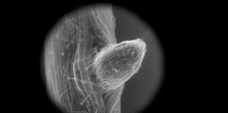 Atmospheric: Research: Crop plants are taking up microplastics Research: Crop plants are taking up microplastics