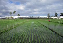 Breeding new rice varieties will help farmers in Asia (Study) Breeding new rice varieties will help farmers in Asia