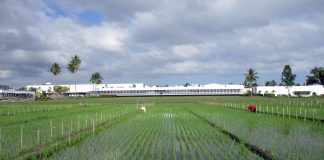 Breeding new rice varieties will help farmers in Asia (Study) Breeding new rice varieties will help farmers in Asia