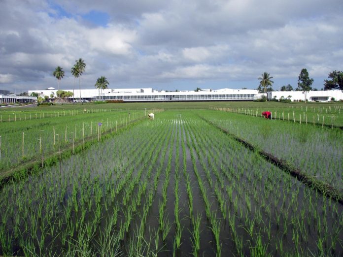 Breeding new rice varieties will help farmers in Asia