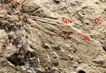 Design of insect-inspired fans offers wide-ranging applications (Study) Design of insect-inspired fans offers wide-ranging applications