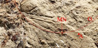 Design of insect-inspired fans offers wide-ranging applications (Study) Design of insect-inspired fans offers wide-ranging applications