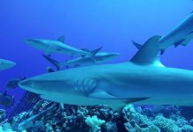 Dramatic decline in reef sharks, says new research Dramatic decline in reef sharks, says new research