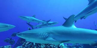 Dramatic decline in reef sharks, says new research Dramatic decline in reef sharks, says new research